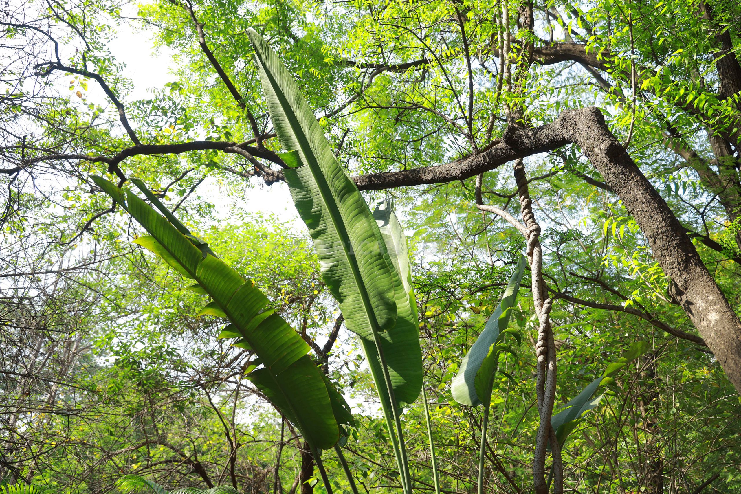 1 Plant of RAVENALA MADAGASCARIENSIS SONN. Plant